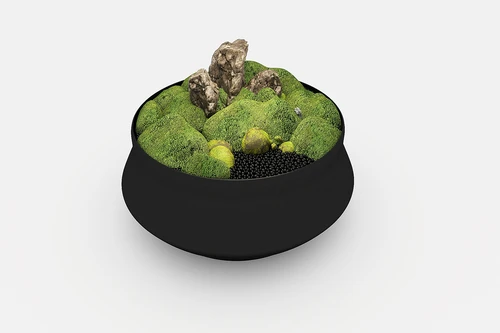 植物盆栽苔藓