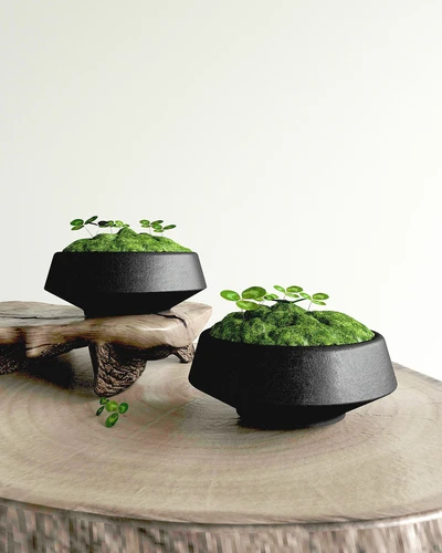 植物绿植