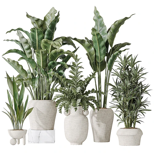 现代植物盆栽