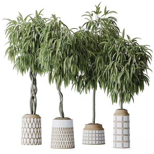 现代室内植物