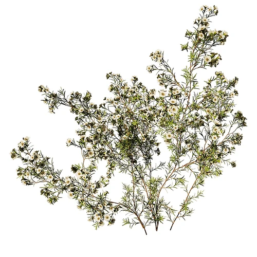 chamela现代花草小黄腊梅