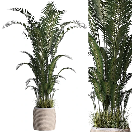 室内植物盆栽