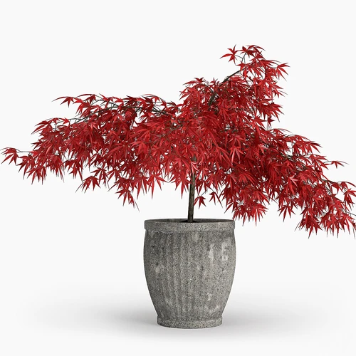现代绿植枫叶盆栽