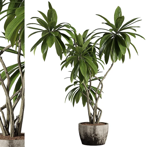 现代绿植盆栽