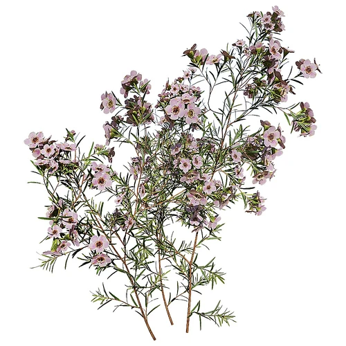 cha现代花草腊梅