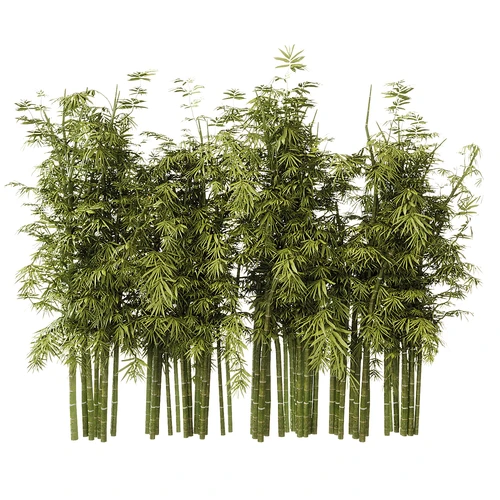 现代竹子植物盆栽