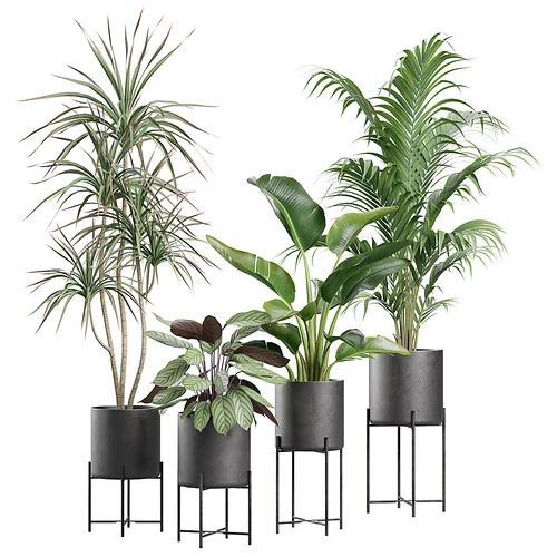 现代绿植盆栽