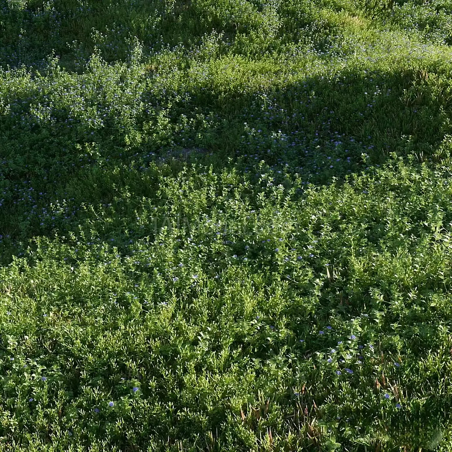 img1