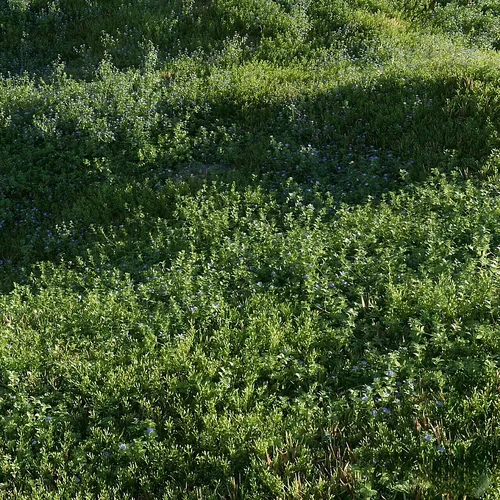 绿色草坪