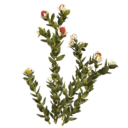 discolor现代小院花草