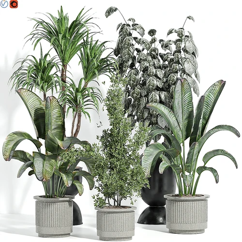 室内植物