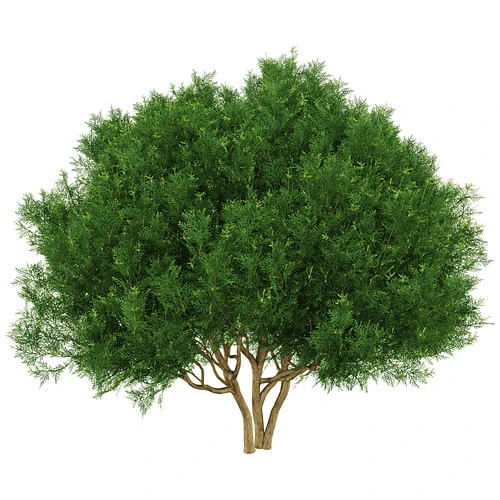 现代树景观树灌木植物