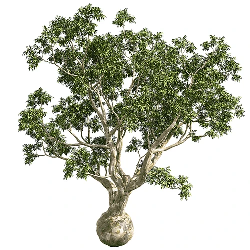 现代树景观树灌木植物