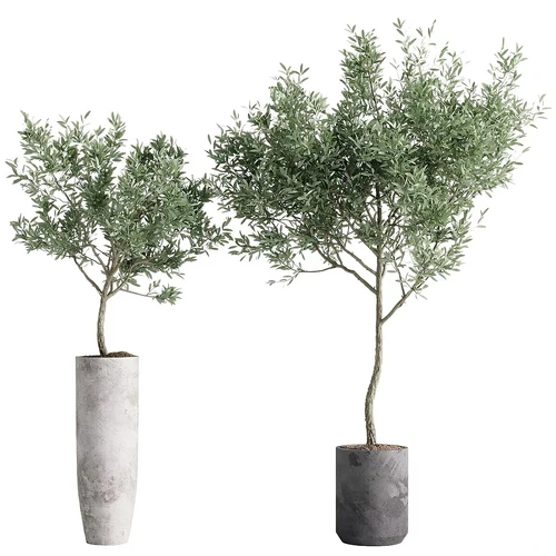 室内植物盆栽
