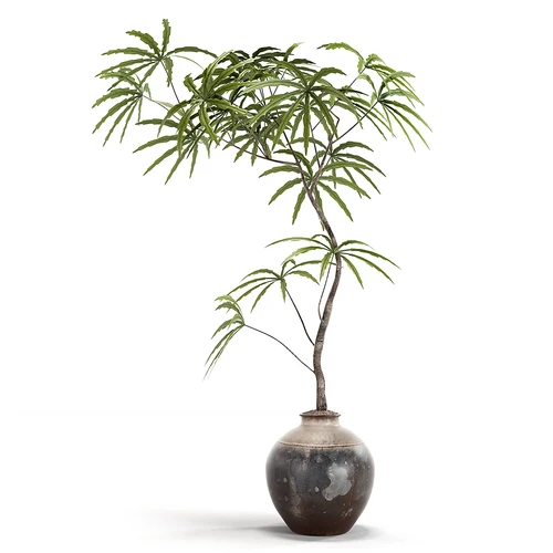 现代盆栽盆景
