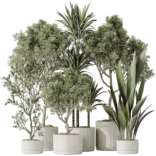现代植物盆栽组合