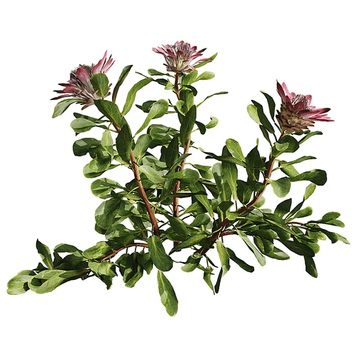 现代树景观树灌木植物