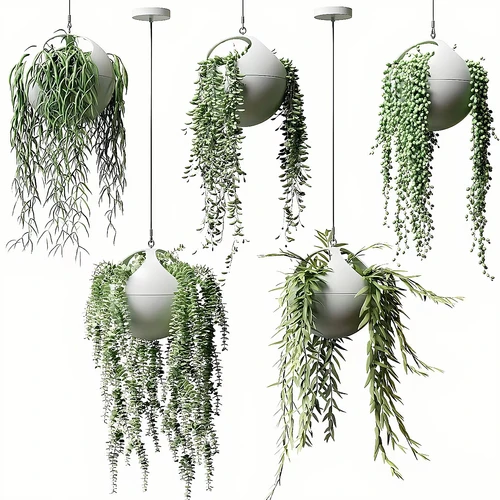 花盆中的悬挂植物