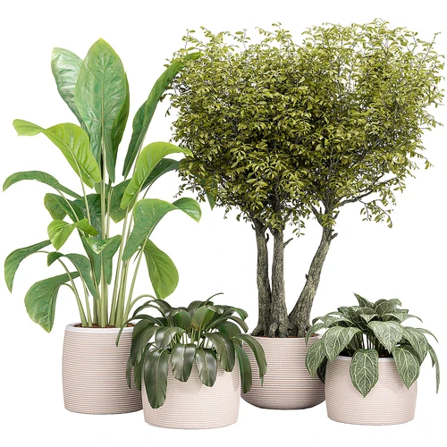 现代室内绿植盆栽