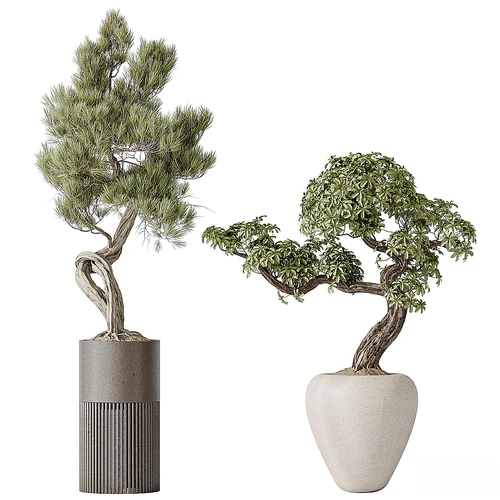 室内植物 23