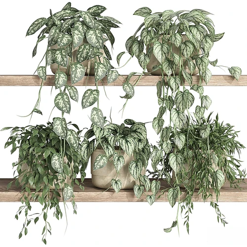 架子上的植物 22