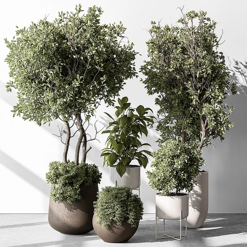 室内植物套装