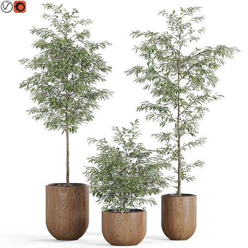 植物