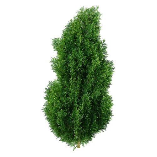 现代树景观树灌木植物