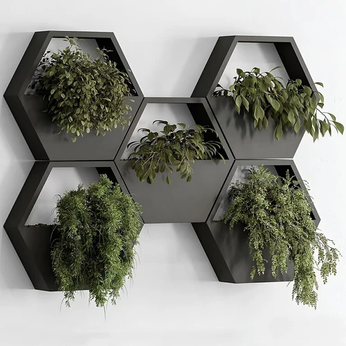 室内植物
