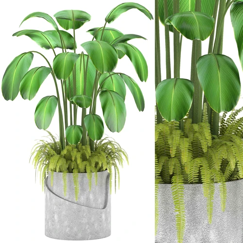 室内植物盆栽