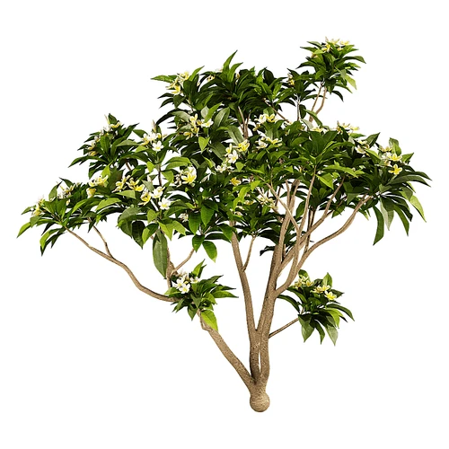 现代树景观树灌木植物
