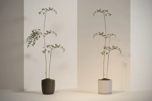 现代盆栽绿植物
