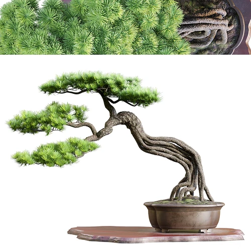 中式迎客松植物盆栽