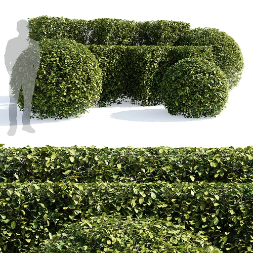 经典绿植灌木丛