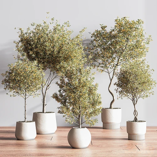 现代绿植盆栽
