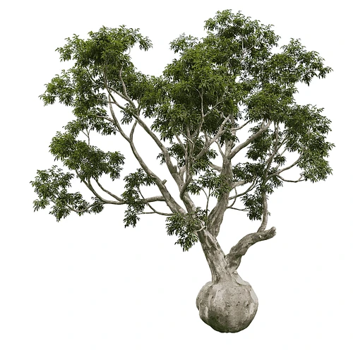 现代树景观树灌木植物
