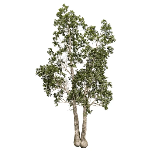 现代树景观树灌木植物