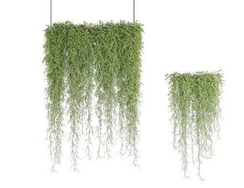 植物藤蔓