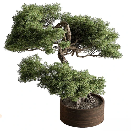 室内植物 626 – 盆景植物