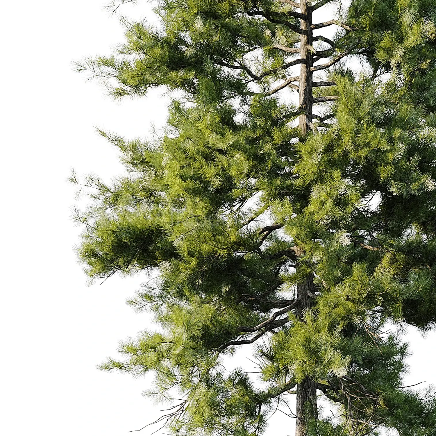 img5