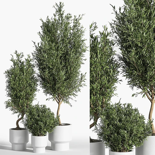 室内植物橄榄套装