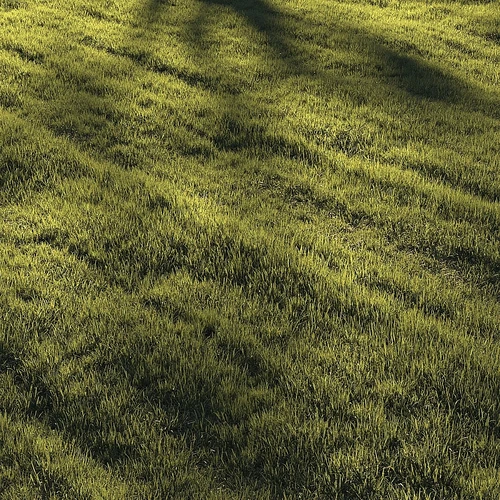 草坪