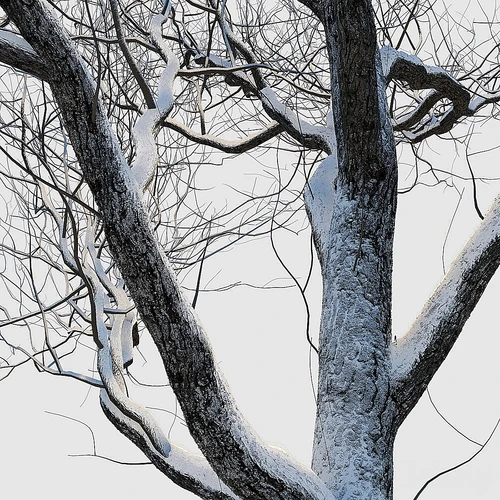 雪树