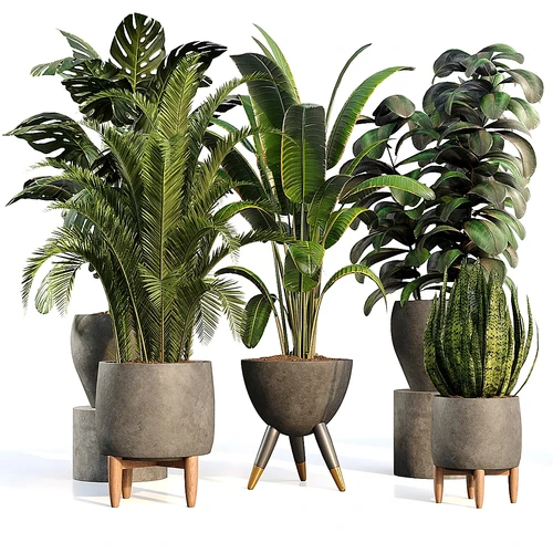 室内植物套装