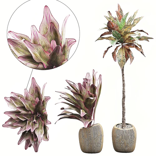 植物盆栽