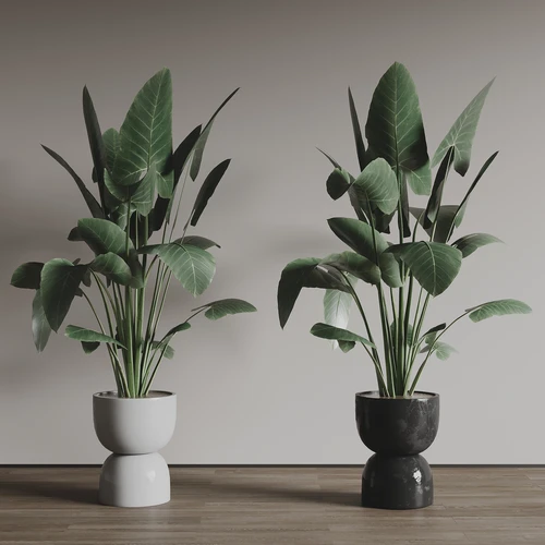 现代植物盆栽组合