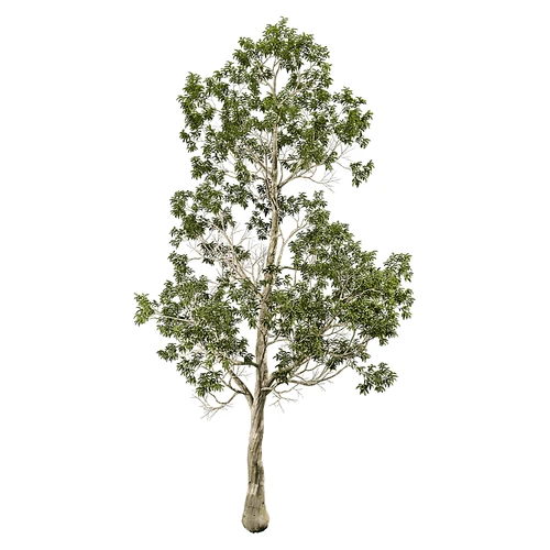 现代树景观树灌木植物