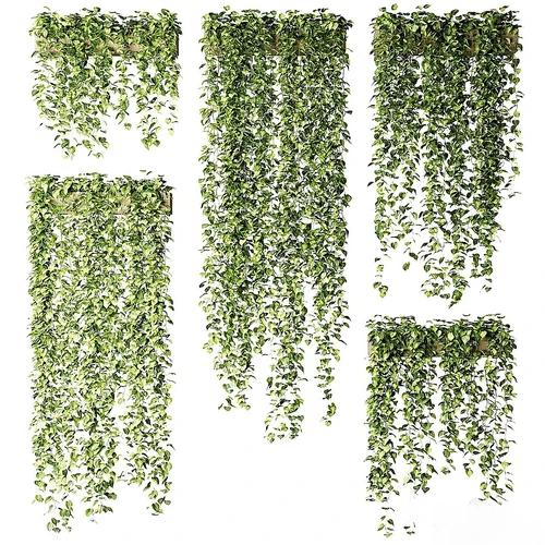 植物悬挂在木箱中