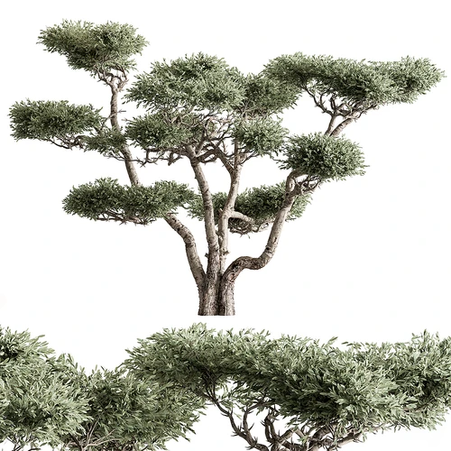 现代绿植景观树