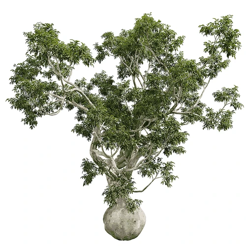 现代树景观树灌木植物